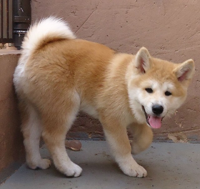 Filhote de akita